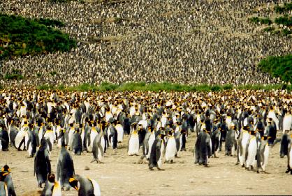 Sea of Penguins