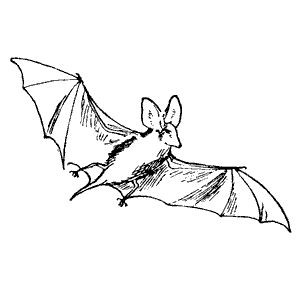 bat