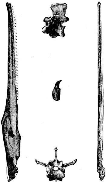 FIG. 4.—HESPERORNIS REGALIS (Marsh).

Side and upper views of half the lower jaw; side and end views of a
vertebra and a separate tooth.