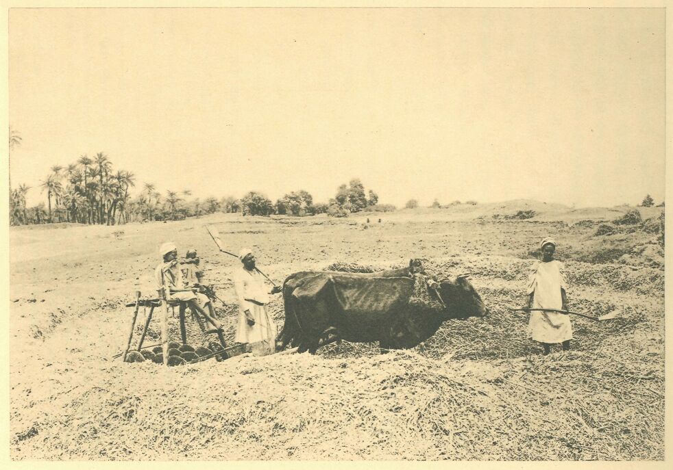 080.jpg End of the Harvest--cutting Straw 